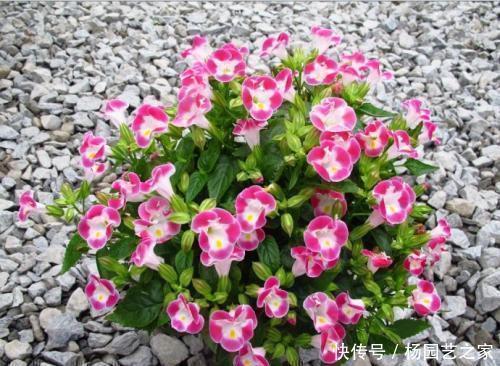 5种耐阴花,家里采光不好也能开花,花期超长,值得拥有!