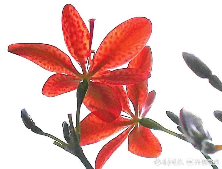 高军|这妖艳美丽的花朵名叫凤翼，入中药清热解毒