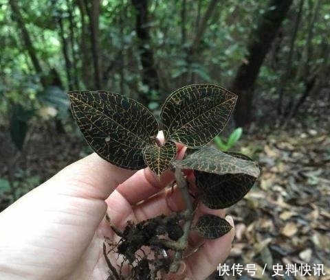 农村山上一株野草,功效胜过冬虫夏草,男人吃了再也不喊肾虚了