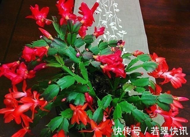 浇水|老花匠这样养蟹爪兰,“1种汁液”兑水浇,7天1次,新芽蹭蹭冒