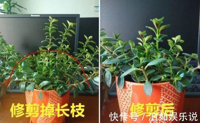 小技巧|它比金边吊兰漂亮,1个修剪小技巧,长势快,开花不断,花繁叶茂