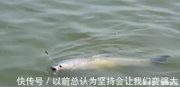 青草鲤|野钓必杀饵料，通杀青草鲤，大鱼一条接一条，拉杆到手臂疼