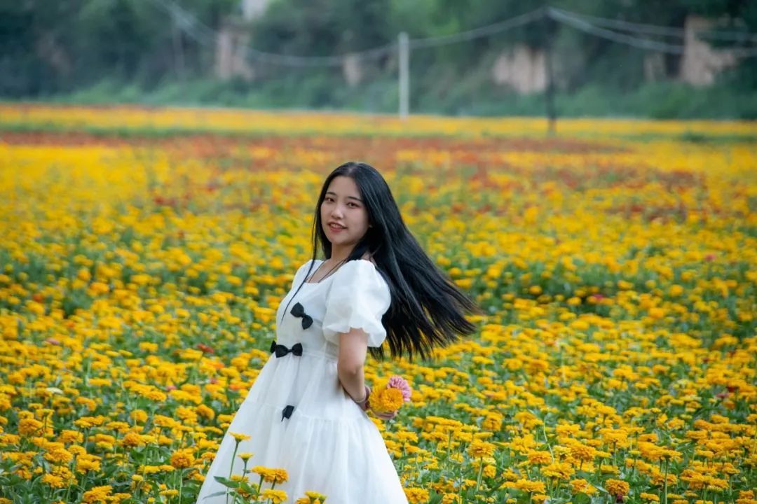 秋天|来临洮！看秋天的第一片“花海”