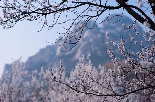 杏花|背靠五莲山！久负赏花盛名，今日一见确实惊叹