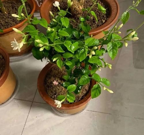 栀子茉莉花用醋养一养，叶子绿，花朵多，气味香