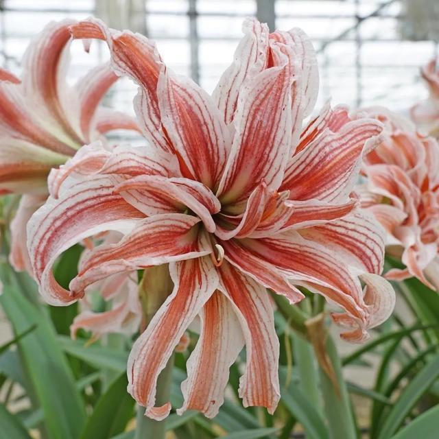 朱顶红美起来，就没其他花什么事儿，27个品种一个赛一个的美