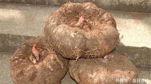 魔芋|身体健康的人,都在吃的食物,净化血液,活血养颜,吃了体质更好