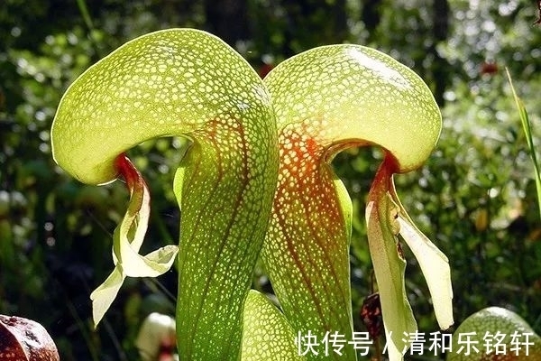 植物界奇葩TOP20，眼界又被刷新了！