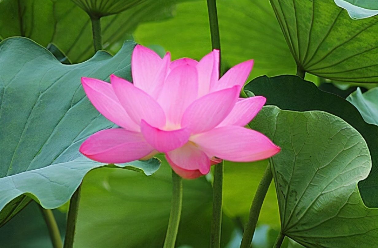 道理@一个人欲成大事,请记住这三个道理,少走弯路