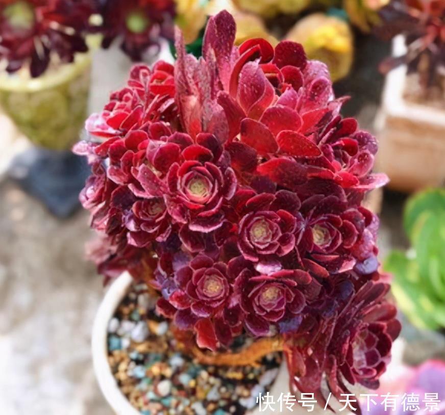 你养的是老桩法师,春季学会3个“操作”,叶片上色快,状态美