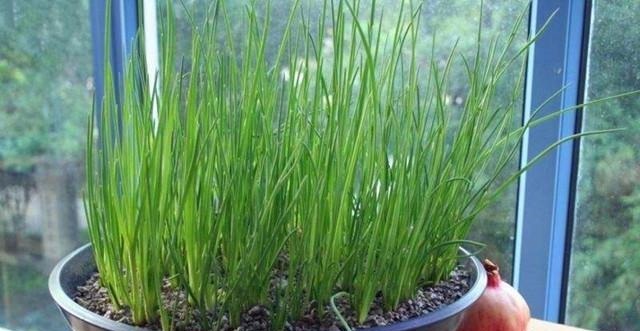 阳台上种上一盆这些蔬菜,不用买菜还能当花赏,快来种一盆