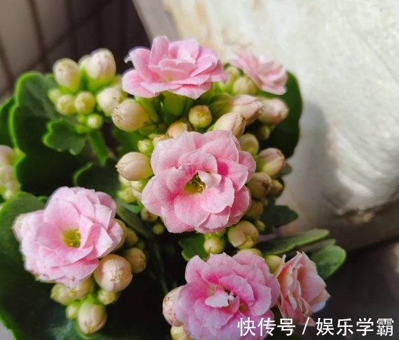 颗粒肥|养出一盆好的长寿花,一定要舍得用肥料,肥料够了才能开花