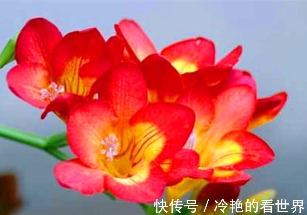 香雪兰|秋天到，是时候把这些种球叫醒了，顺便分享球根花卉成功度夏技巧