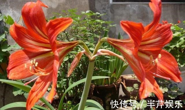 “此花”一年开4、5次,好养开花美,朋友看了多夸赞,比君子兰强