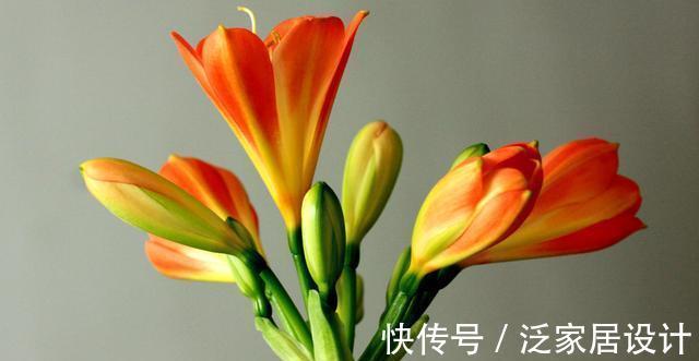 八个字|养君子兰从这几个方面入手浇水,轻松掌握浇水方法,越长越美