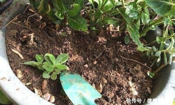 黄叶烂根|最不适合养花的几种土壤,千万不要用,否则黄叶烂根养不活