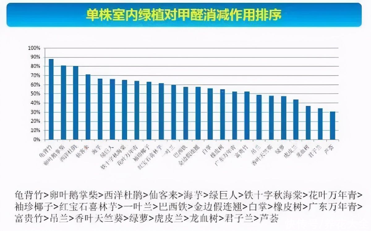 24种花，净化空气最厉害，绿萝竟然倒数