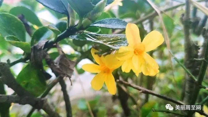 老城|周至县城有条街，叫面粉厂巷子...