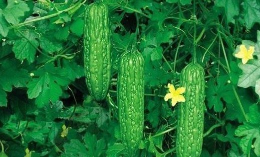 忠告|忠告吃完苦瓜前后两小时，不要碰此物，很多人傻傻不清楚