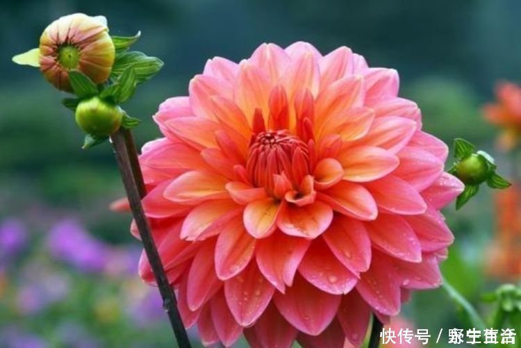 光照|这种花是爆盆能手,花香易打理,养在客厅美极了