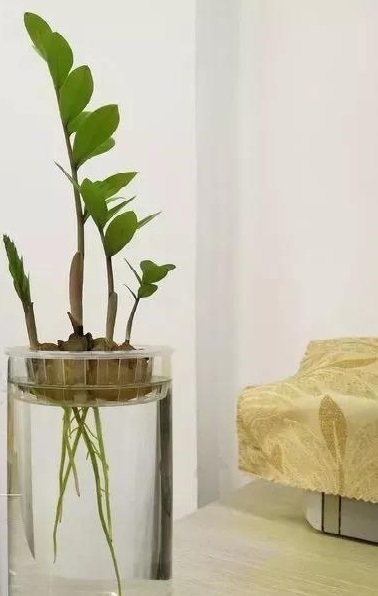 放弃|3种花养不好“别放弃”,直接扔水里,10天就生根,比绿萝还好养