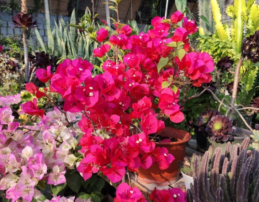 透气性|养三角梅最怕不开花，如果你是新手，从5点入手，让它一年开多次