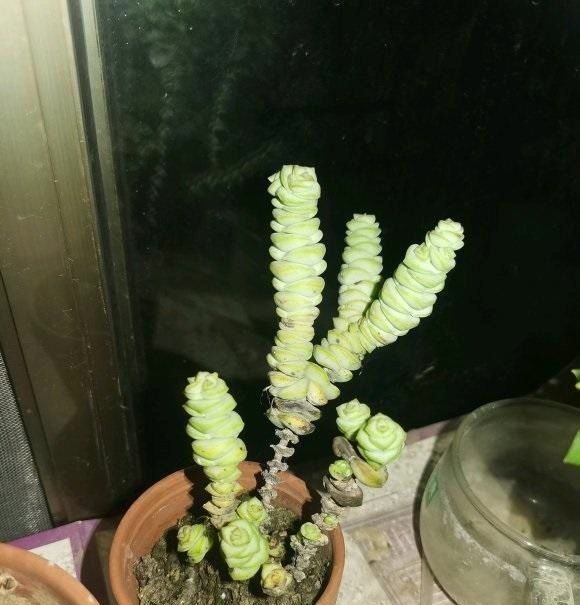  狠心|钱串掉叶子，主干成了“黑杆”，狠心剪几刀，重新上盆栽种