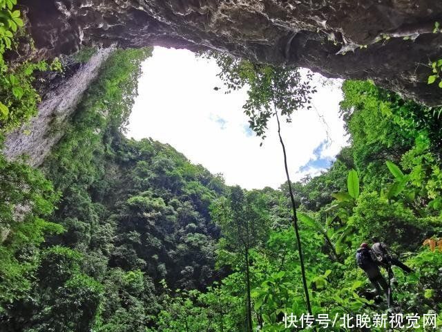 张挺|比大熊猫还珍稀的极危植物，消失百年后从天坑“归来”