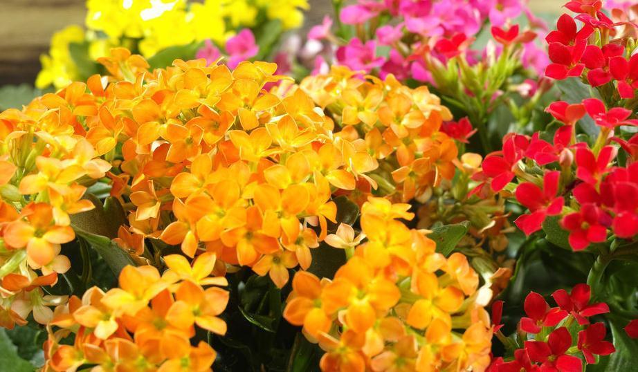 适合新手养的五种花，客厅阳台养两盆，赏花大半年