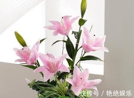 光照|百合开败了别扔!给它“补补身”,明年花更美,还生出一窝胖球球