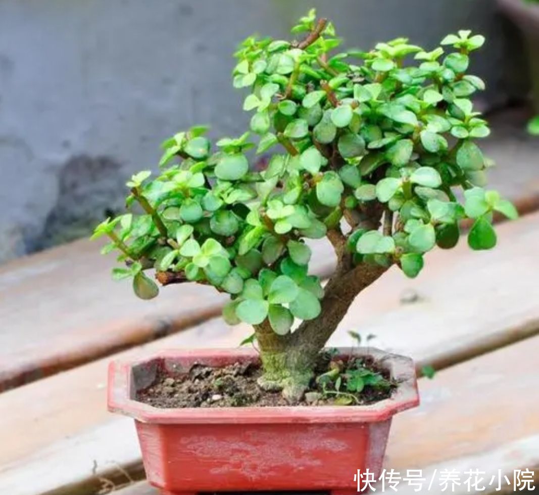 植物|2种植物长得快，三五年养成老桩，越养越值钱