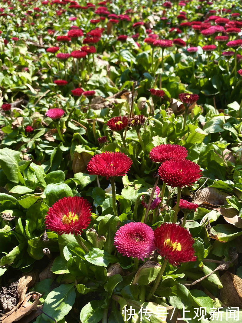 花开春意浓！黄浦美景等你来赏