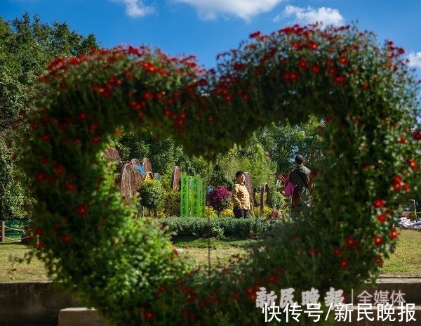 菊花|美图来袭！快来看明天开幕的上海菊花展有多美，还有“盲盒”等着你