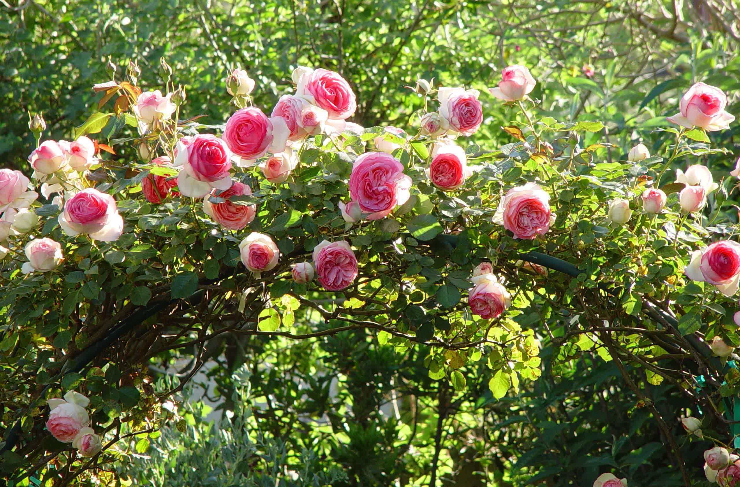 月季春天压一压，一个芽变“一排芽”，枝繁叶茂好开花