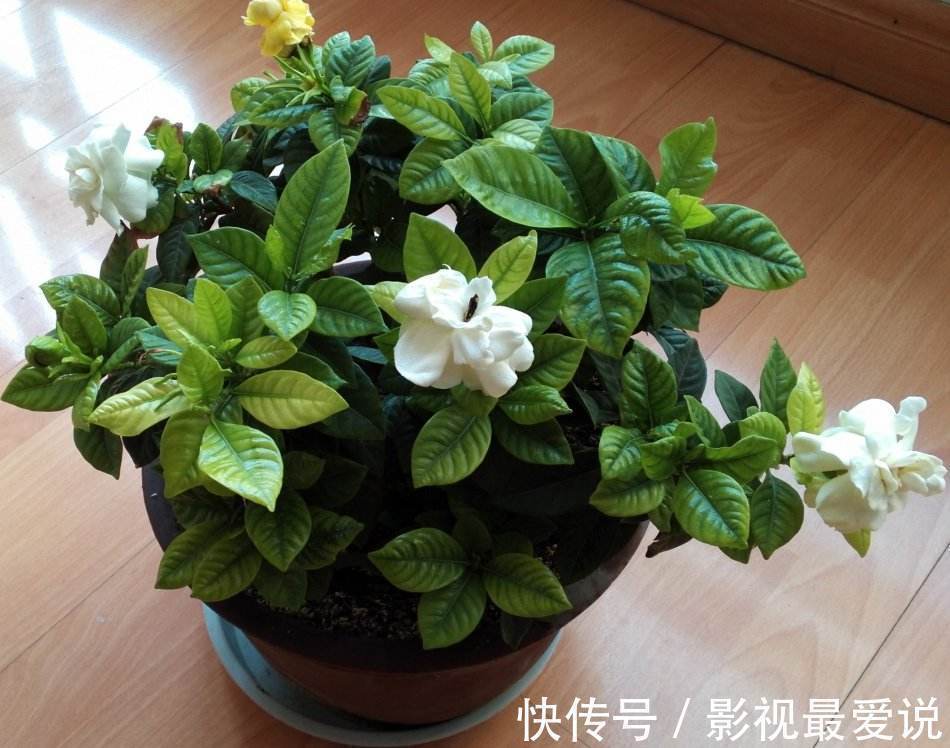 养九里香、栀子花,摆在这“3处”,黄叶掉花苞,养一盆死一盆!