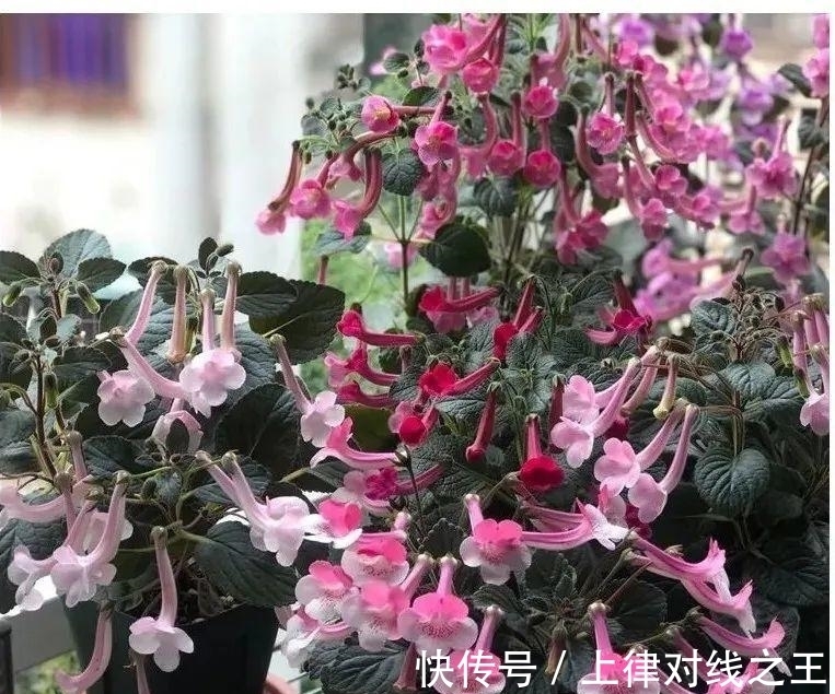 长筒花是“室内花量王者”,没光也能开爆盆,阳台党福音