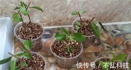 2种漂亮花,别再花钱买,去邻居家剪个枝,插土里易成活!