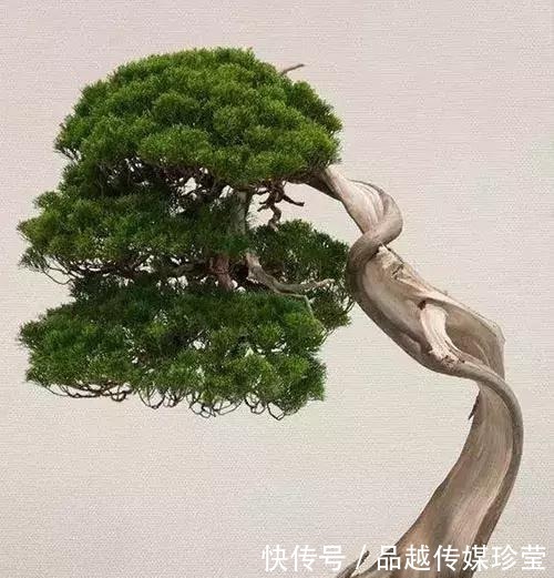 这3种盆景可以养成传家宝,再穷也要养,越老越值钱!