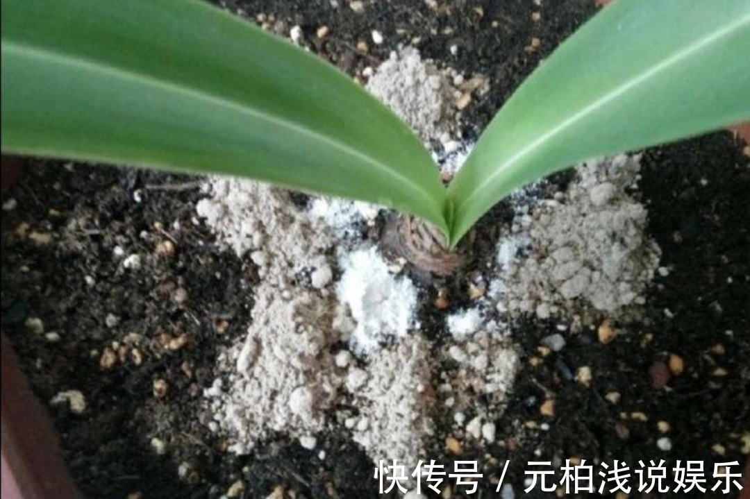 花盆里出现小虫子，不用买杀虫剂，往里面扔点“小东西”就管用