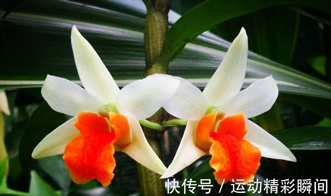 老祖先说:家中养3兰,吉祥又平安,花友:很有道理