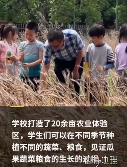 小面|重庆一小学组织学生校内收麦子，收割后还要拿去做小面！网友直呼有意义