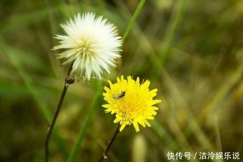 女人|天生少奶奶命的三生肖，给丈夫带来源源不断的财富，旺夫又旺己