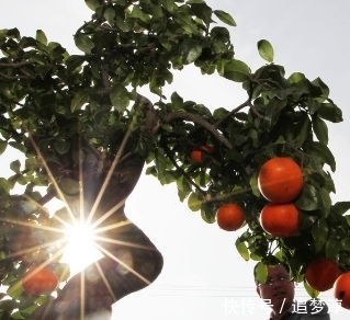 树种|金弹子盆景如何快速挂果,你可能忽略了这一步