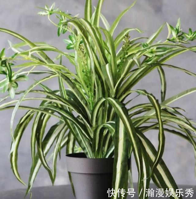 这3种吊兰千万别这么养，不然疯长爆芽，控制不住!