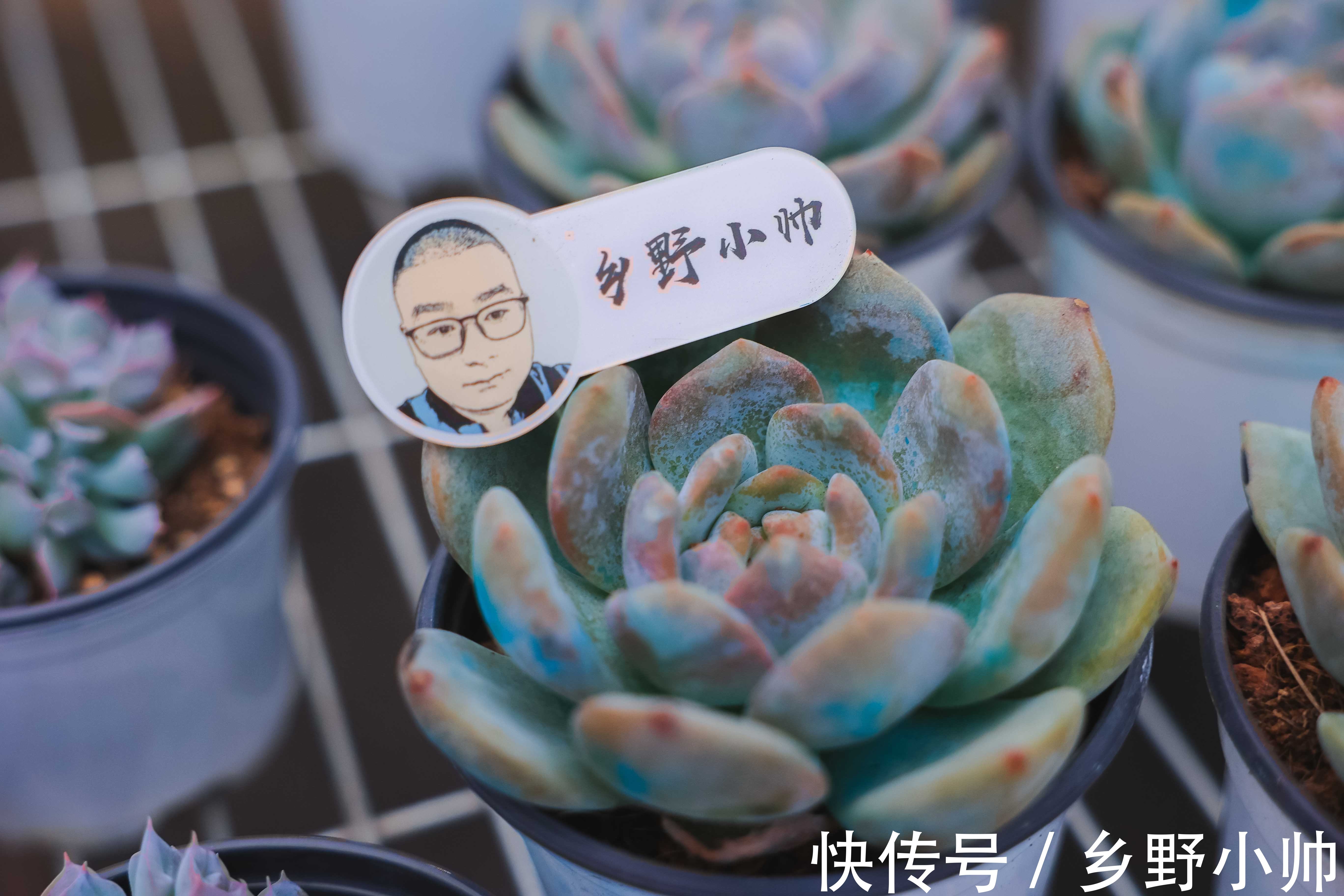 新手|让新手头疼的2种多肉常见问题终于解决了,快来听听小帅怎么说