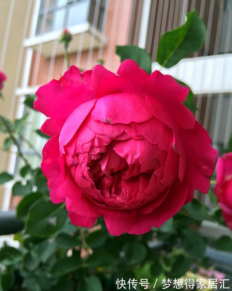 荔枝香|你的阳台还有位置吗?养棵“秋日胭脂”,多季有花看,赏花又闻香