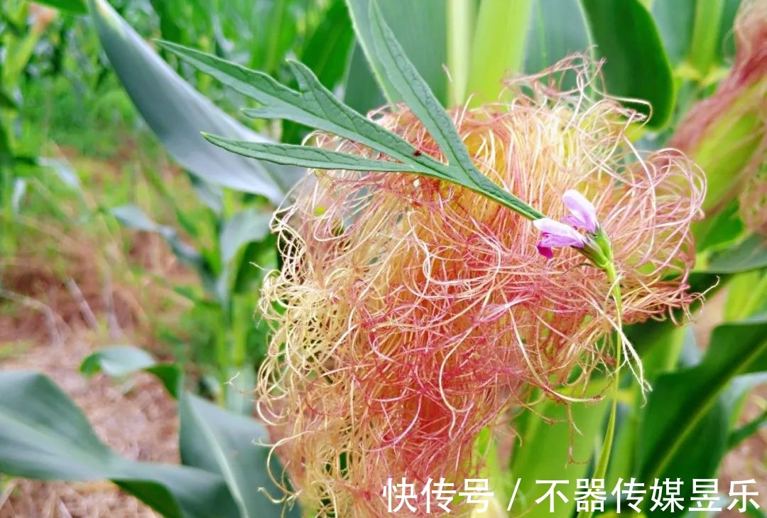 丝瓜花|随笔:人间草木