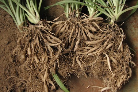 吊兰老是黄叶干尖,不如薅出来扔水盆里,一周生出一圈小吊兰!