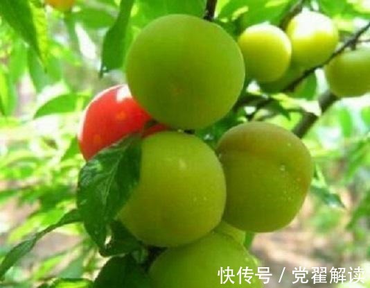 丝瓜|不想“肝炎”变“肝癌”4大肝病“克星”,把肝脏“洗干净”