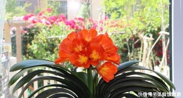 养君子兰只要做好这几点,一年开花两三次不是问题!